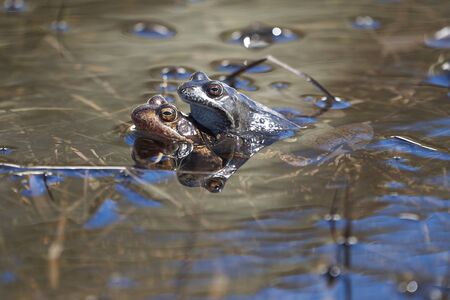 Water frog Pelophylax and Bufo Bufo in mountain lake with beautiful reflection of eyes. High quality photoの写真素材