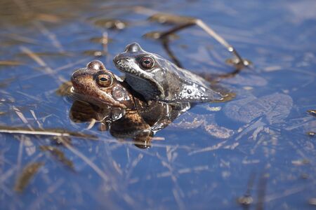 Water frog Pelophylax and Bufo Bufo in mountain lake with beautiful reflection of eyes. High quality photoの写真素材