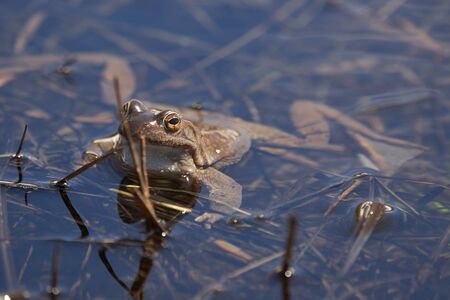 Water frog Pelophylax and Bufo Bufo in mountain lake with beautiful reflection of eyes Spring Matingの写真素材