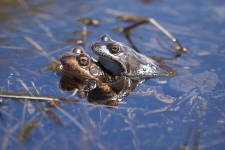 Water frog Pelophylax and Bufo Bufo in mountain lake with beautiful reflection of eyes Spring Matingの写真素材