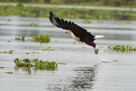 African Fish Sea Eagle Catching Fish Lake Hunting Haliaeetus vociferの写真素材