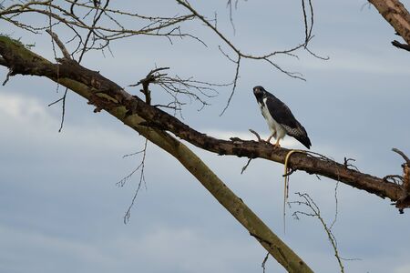 Augur buzzard Couple Buteo augurarge African bird of prey with catch eastern green mamba Dendroaspis angusticeps highly venomous snakeの写真素材