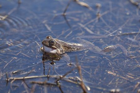 Water frog Pelophylax and Bufo Bufo in mountain lake with beautiful reflection of eyes Spring Matingの写真素材