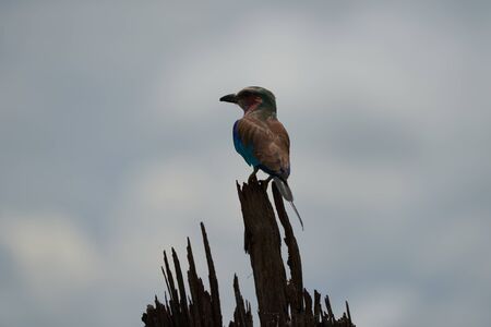 Lilac breasted roller Coracias caudatus Africa Coraciidae Portrait on a treeの写真素材