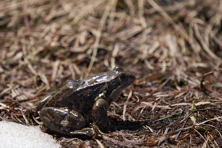 Water frog Pelophylax and Bufo Bufo in mountain lake with beautiful reflection of eyes Spring Matingの写真素材