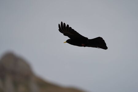 Alpine chough yellow billed Pyrrhocorax graculus crow Pyrrhocorax switzerland mountain flightの写真素材