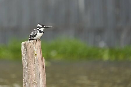 Pied kingfisher Ceryle rudis Portrait of a water fish hunterの写真素材