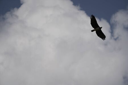 Martial eagle Polemaetus bellicosus large sub-Saharan Africa species of booted eagle subfamily...