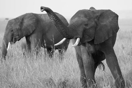 Elephant Big Huge Tusker Amboseli - Big Five Safari -Black and White Loxodonta africana - Big Five Safari - Savanna African bush elephant Loxodonta africanaの写真素材