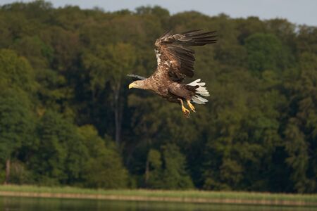 White tailed Eagle Catching eel Raptor Lake Hunting. High quality photo Feather Perfection Fish