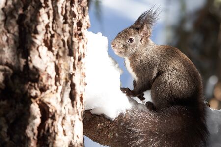 Eurasian brown red Squirrel Sciurus vulgaris Cute in Snow eats a Nut. High quality photoの写真素材