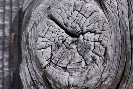 High resolution wooden texture wooden grey brown black white lines branch. High quality photoの写真素材
