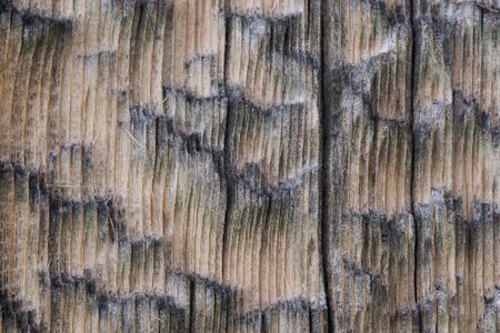 High resolution wooden texture wooden grey brown black white lines branch. High quality photoの写真素材