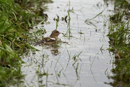 Bathing common chaffinch simply chaffinch Fringilla coelebs finch. High quality photoの写真素材