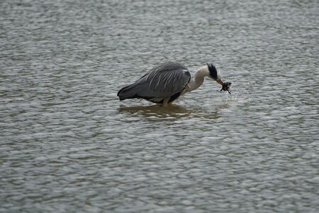 Grey heron Ardea cinerea long legged predatory wading bird heron fishing eating bird. High quality photoの写真素材