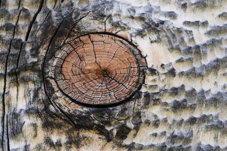 High resolution wooden texture wooden grey brown black white lines branch. High quality photoの写真素材