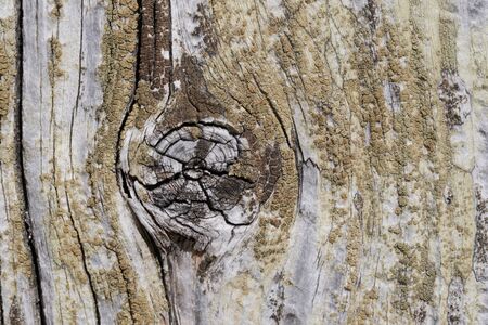 High resolution wooden texture wooden grey brown black white lines branch. High quality photoの写真素材