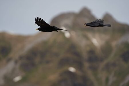 Alpine chough yellow billed Pyrrhocorax graculus crow Pyrrhocorax switzerland mountain flight. High...