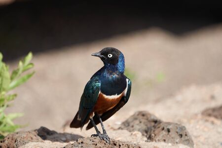 Superb starling Lamprotornis superbus formerly known as Spreo superbus Kenya Tanzania. High quality photoの写真素材