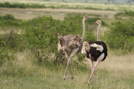 Common ostrich Struthio camelus Africa Kenya Savannah. High quality photo Coupleの写真素材
