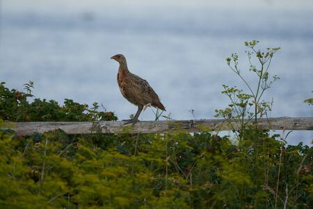 Pheasant Phasianus Phasianidae Walden sea hen. High quality photoの写真素材