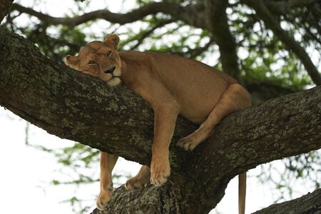 A Lioness Lion in the Serengeti. High quality photo Africa Safari Tanzania Tree Climbingの写真素材