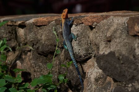 Common agama red headed rock agama or rainbow agama a lizard family Agamidae male Amboseli Kenya. High quality photoの写真素材