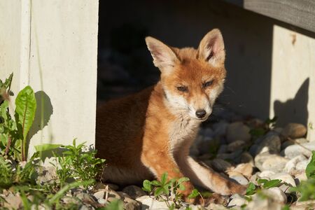 Red Fox Portrait Vulpes Vulpes in the Evening Sun. High quality photoの写真素材