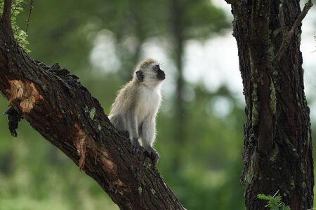 Vervet monkey Chlorocebus pygerythrus Old World monkey of the family Cercopithecidae Arica Kenya Portrait. High quality photoの写真素材