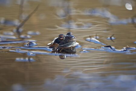 Water frog Pelophylax and Bufo Bufo in mountain lake with beautiful reflection of eyes. High quality photoの写真素材