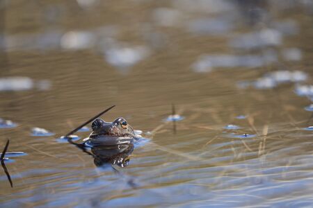 Water frog Pelophylax and Bufo Bufo in mountain lake with beautiful reflection of eyes. High quality photoの写真素材