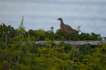 Pheasant Phasianus Phasianidae Walden sea hen. High quality photoの写真素材