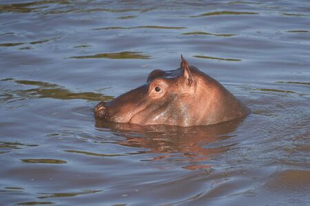 Hippo Hippopotamus amphibious Africa Safari Portrait. High quality photoの写真素材
