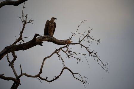 White backed vulture group Gyps africanus Old World vulture family Accipitridae. High quality photo