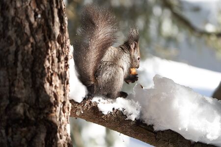 Eurasian brown red Squirrel Sciurus vulgaris Cute in Snow eats a Nut. High quality photoの写真素材