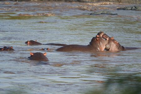 Hippo Hippopotamus amphibious Africa Safari Portrait. High quality photo