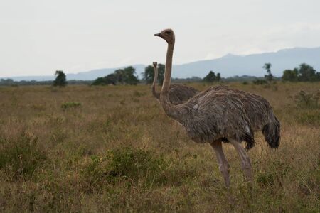 Common ostrich Struthio camelus Africa Kenya Savannah. High quality photoの写真素材