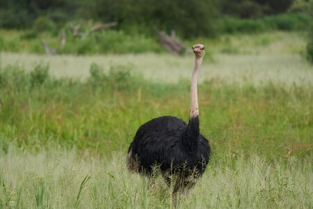 Common ostrich Struthio camelus Africa Kenya Savannah. High quality photoの写真素材