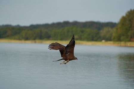 Red Kite. High quality photo Feather Perfection Milvus Milvus Fishing Lake