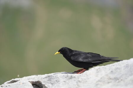 Alpine chough yellow billed Pyrrhocorax graculus crow Pyrrhocorax switzerland mountain flight. High quality photoの写真素材