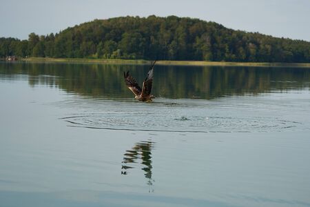 Red Kite. High quality photo Feather Perfection Milvus Milvus Fishing Lakeの写真素材