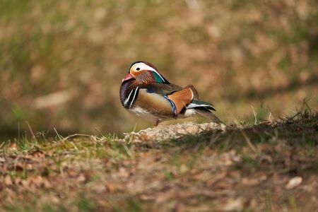 Mandarin duck Aix galericulata perching couple water reflection colours. High quality photoの写真素材