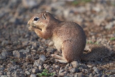A beautiful and clear Unstriped ground squirrel Xerus rutilus Amboseli National Park - Africaの写真素材