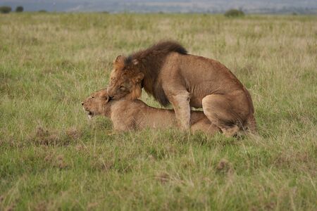A Lioness and Lion in Kenya . High quality photo Africa Safariの写真素材