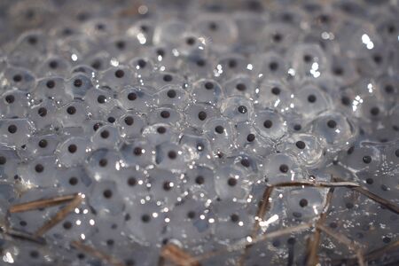 Frog Toad Spawn Texture Macro Bright Mountain Light. High quality photoの写真素材
