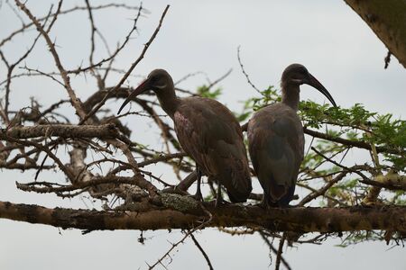 Hadeda ibis Bostrychia hagedash also called hadada Sub-Saharan Africa Kenya. High quality photo