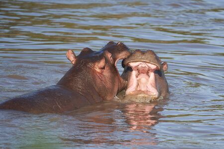 Hippo Hippopotamus amphibious Africa Safari Portrait. High quality photoの写真素材