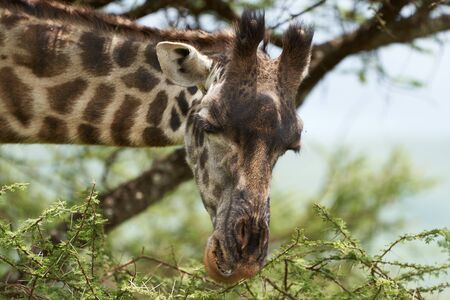 Giraffe in Africa Giraffa Safari Big Five Portrait Africa Clearの写真素材