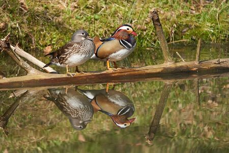 Mandarin duck Aix galericulata perching couple water reflection colours. High quality photoの写真素材