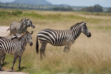 Plains zebra Equus quagga- Big Five Safari Black and white Stripped Groupの写真素材